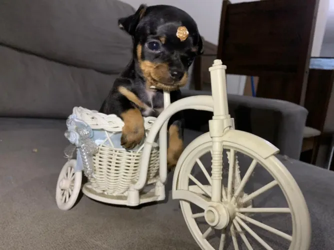 Pinscher ZERO