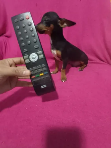 Lindo pinscher zero macho com 5 mês pai e mãe zero 