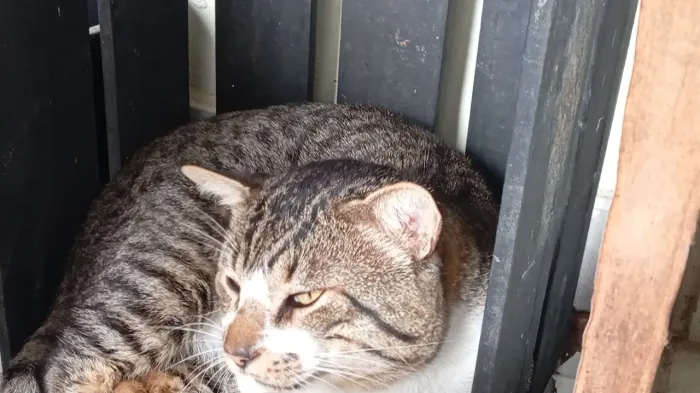 Dou Gato 