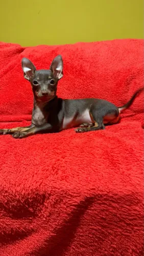 Pincher fêmea 5 meses. Minúscula 