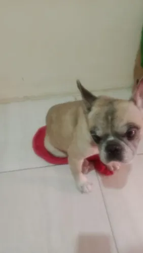 Doação de cachorro Bulldog Francês.
