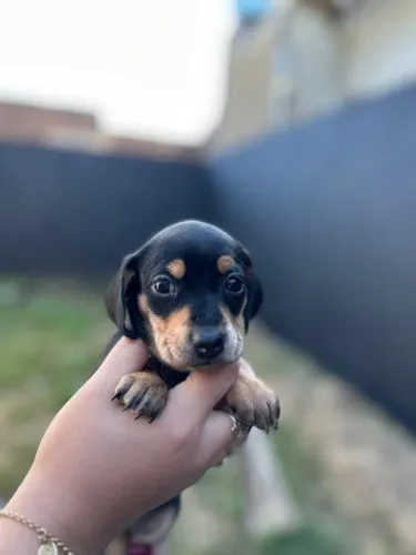 Dachshund fofo
