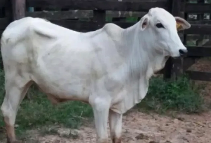  Garrotada nelore 