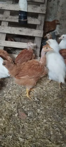 Lote de postura caipira