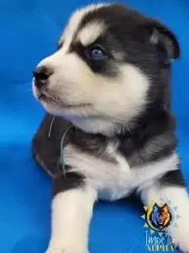 husky adoram aventuras.