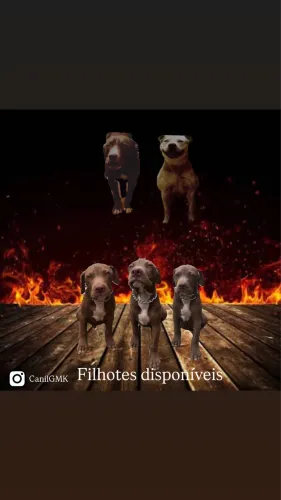 Filhotes de pitmonster 