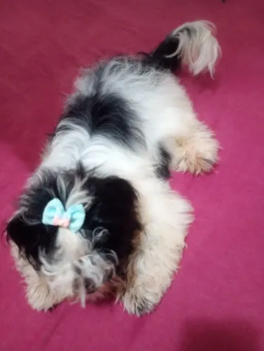 Vende se filhote de shih Tzu, é macho tem 5 meses muito dócil
