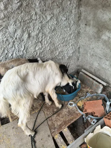 Vendo. Bode e uma cabra.isso mesmo um casal
