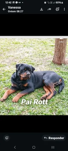 Cães de raça