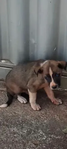 Doando cachorro