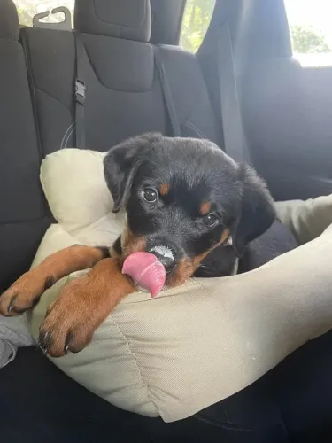 Rottweiler Filhotinho com seleção aberta