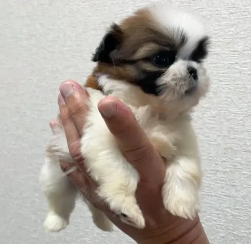 Filhote shih tzu, Fofura Máxima! Escolha Seu Novo Melhor Amigo!