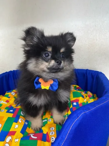 SPITZ ALEMÃO ANAO UMA BOLINHA DE SE APAIXONAR