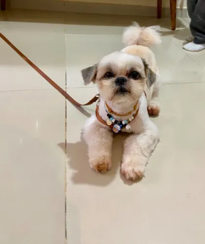 Vendo shih tzu