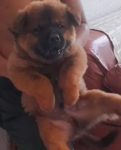 Chouw chouw disponível 