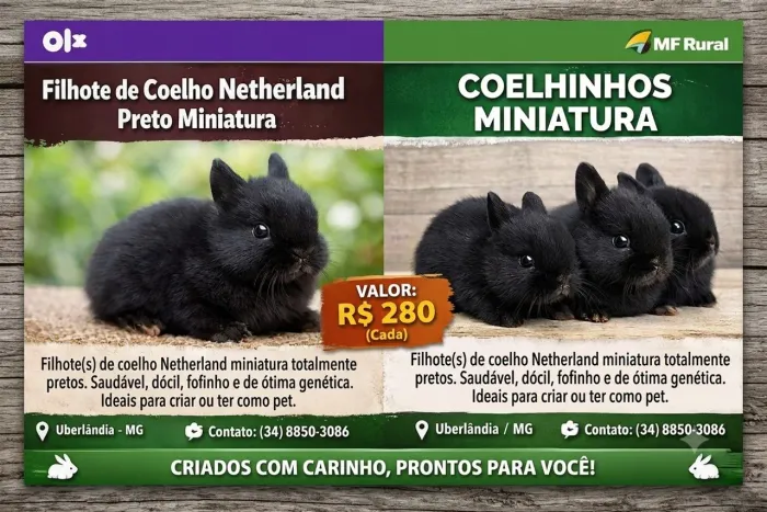 bebes coelhos