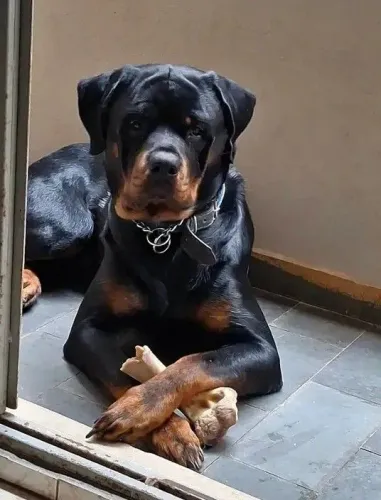 DOAÇÃO FILHOTE DE ROTTWEILER