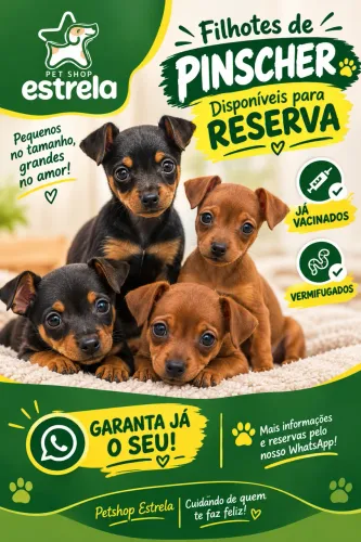 Filhotes Pinscher
