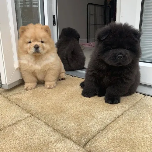 Filhotes De Chow Chow - Pequenos Anjos De Quatro Patas Em Busca De Um Lar Cheio De Amor