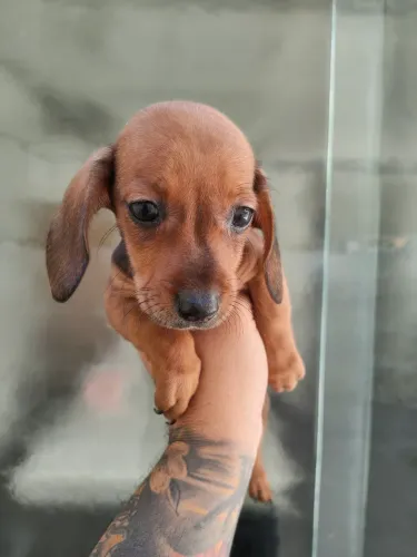 Fêmea de Basset (Salchicha), disponível, Melhor preço!