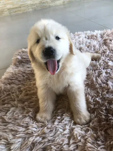Golden Retriever fantástico 