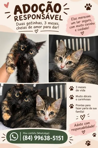 Gatinhas para adoção