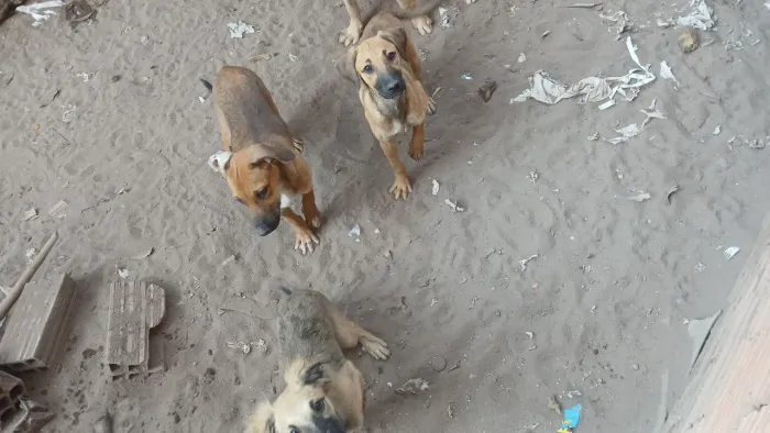 Doação de Cachorrinhas