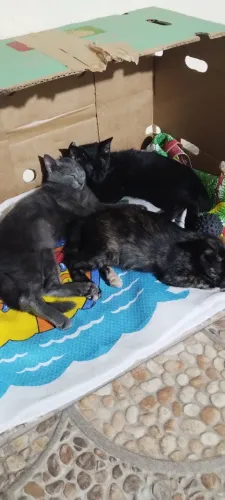 3 Filhotes de Gatinhos para Adoação 