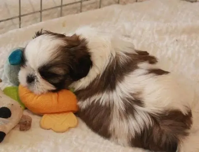 Lhasa Apso Filhotes Muito Fofinhos. 