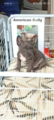 American bully,pai micro mãe pocket
