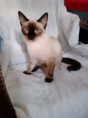P a doar é castrada fez dois meses 