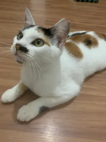 Doação de Gata Fêmea 