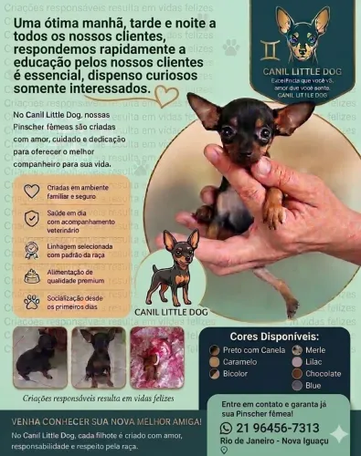 Filhotes de pinscher Zero com Zero !!