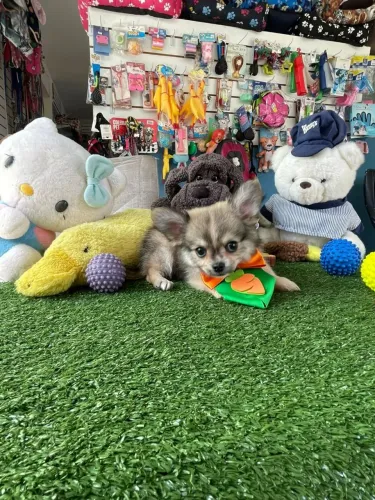 Chihuahua macho de pelo longo 