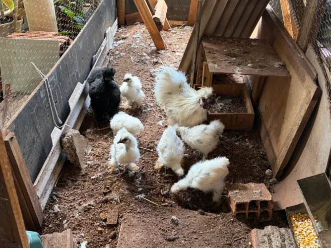 Sedosa do Japão (silkie)