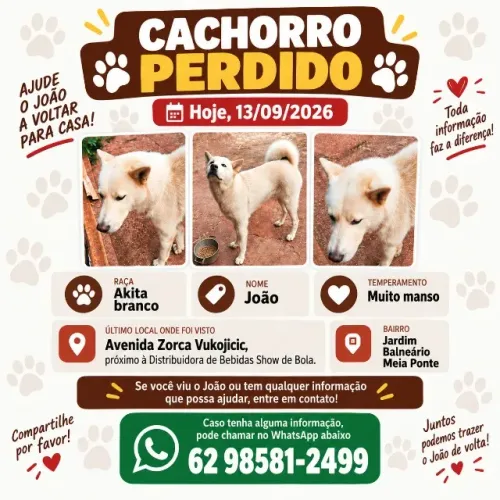CACHORRO PERDIDO JARDIM BALNEARIO MEIA PONTE