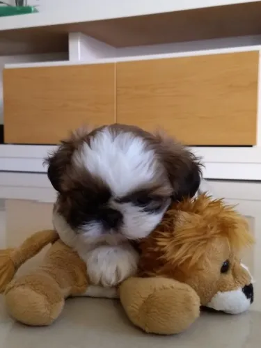 Shih Tzu Um filhotinho para transformar sua rotina e sua vida