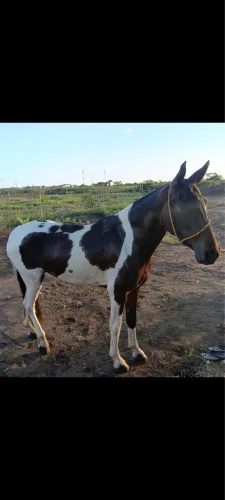 Égua Pampa de Preto MM