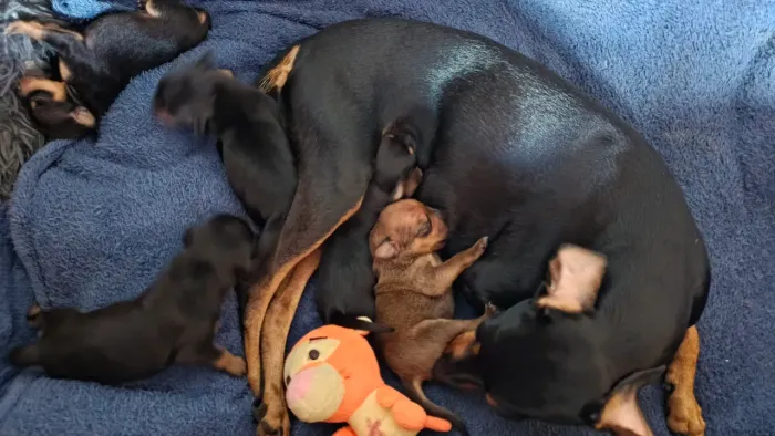 Vendo filhote de pinscher 