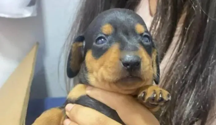 Basset teckel adoravel, vacinado e vermifugado 