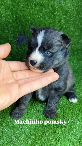 Filhote Pomsky Disponível para o Rio de Janeiro