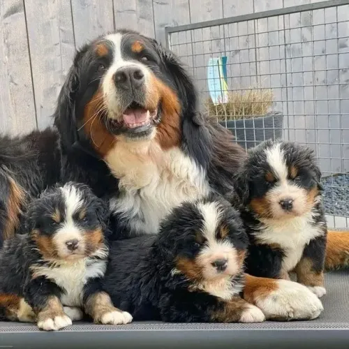Baby bernese super brincalhão e sociável de ótima genética dócil