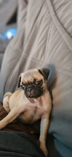 Pug femea de alto padrão 