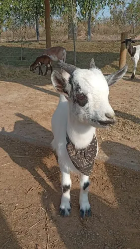 Mini cabra casal