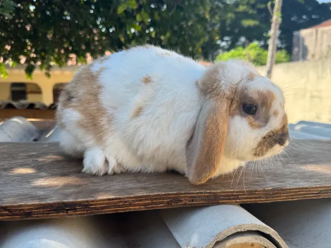 Coelho mini lop macho