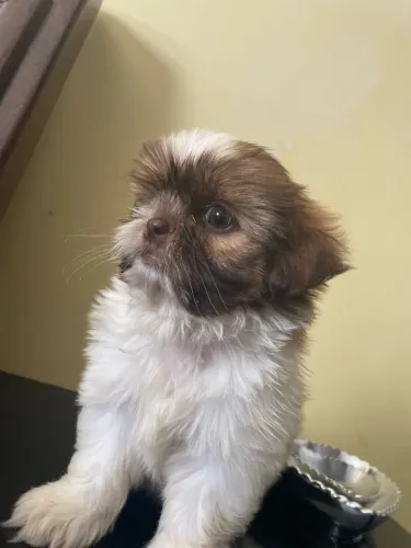 Filhote shihtzu 