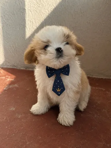 Shih tzu macho branco e bege!