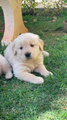 Filhotes de Golden 