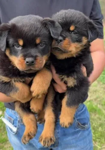 Rottweiler Filhotes Cabeça de Touro. 