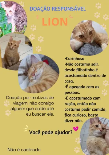Gato para doação